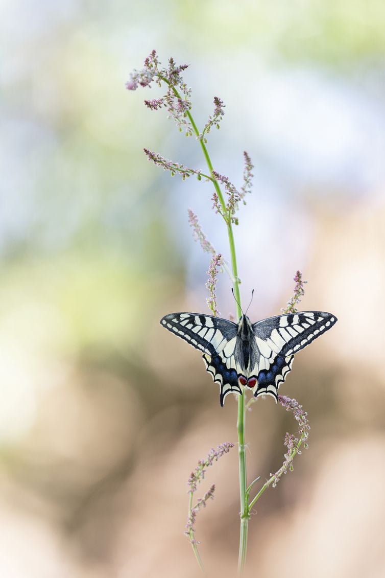 macro-fotografie-tips-workshop