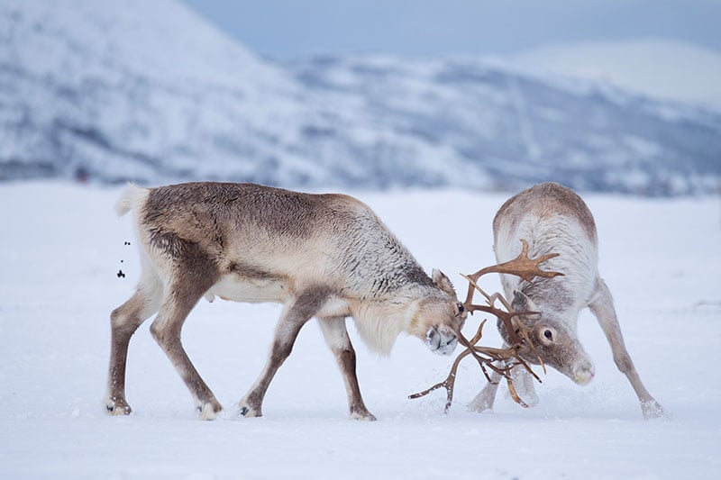 Fotoreis Lapland (Noorwegen) - Rendieren fotograferen