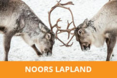 Fotoreis Noors Lapland - Tromso in Noorwegen