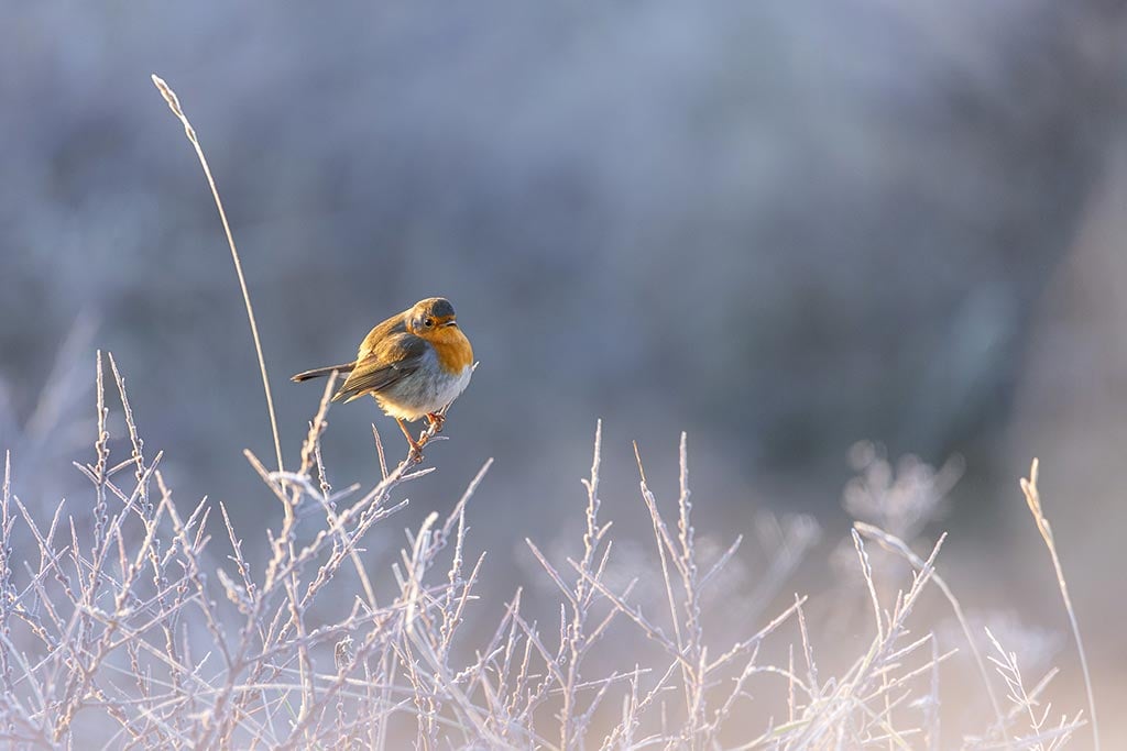 Leren vogels fotograferen in het wild