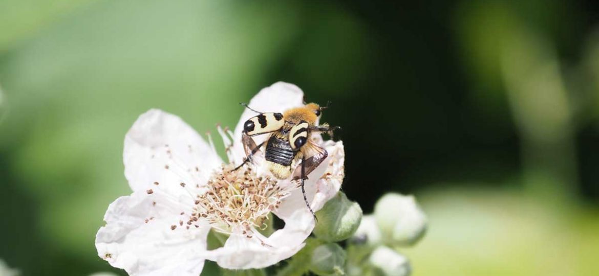 instecten-fotograferen-braamstruik-macrofotografie