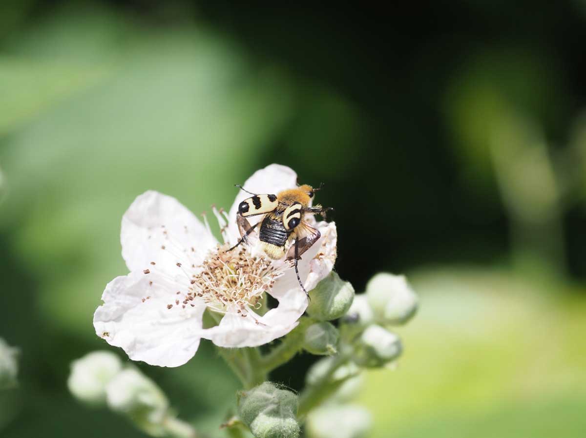 instecten fotograferen braamstruik macrofotografie