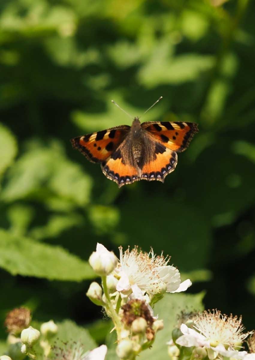 vlinders fotograferen braamstruik macrofotografie