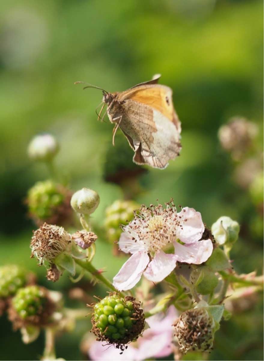 vlinders instecten fotograferen braamstruik macrofotografie