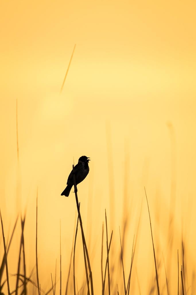 Leer vogels fotograferen tijdens workshop