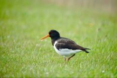 Natuurfotografie Fotoweekend in Ameland