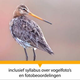 Vogelfotografie workshop - Syllabus en fotobeoordelingen