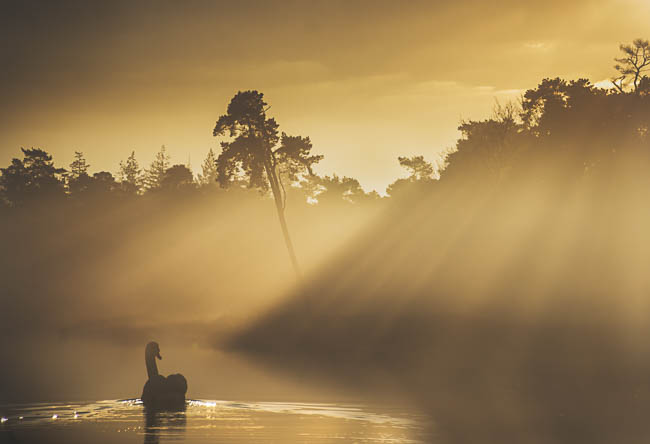 Workshop vogelfotografie zwaan Natascha Verbij