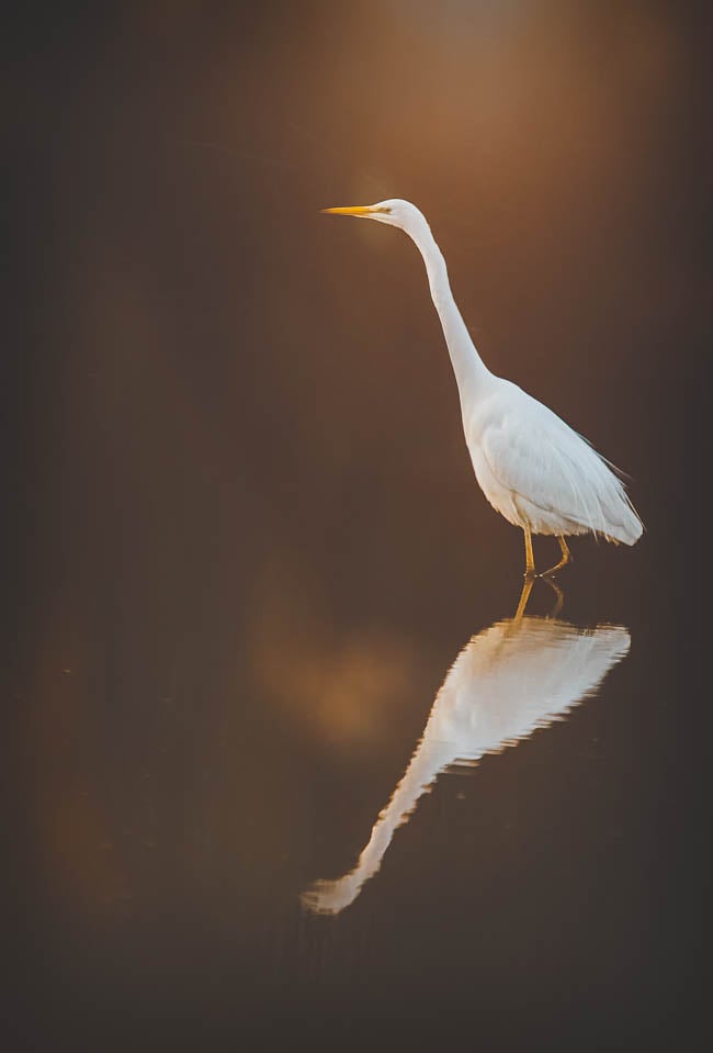 Workshop vogels fotograferen Natascha Verbij