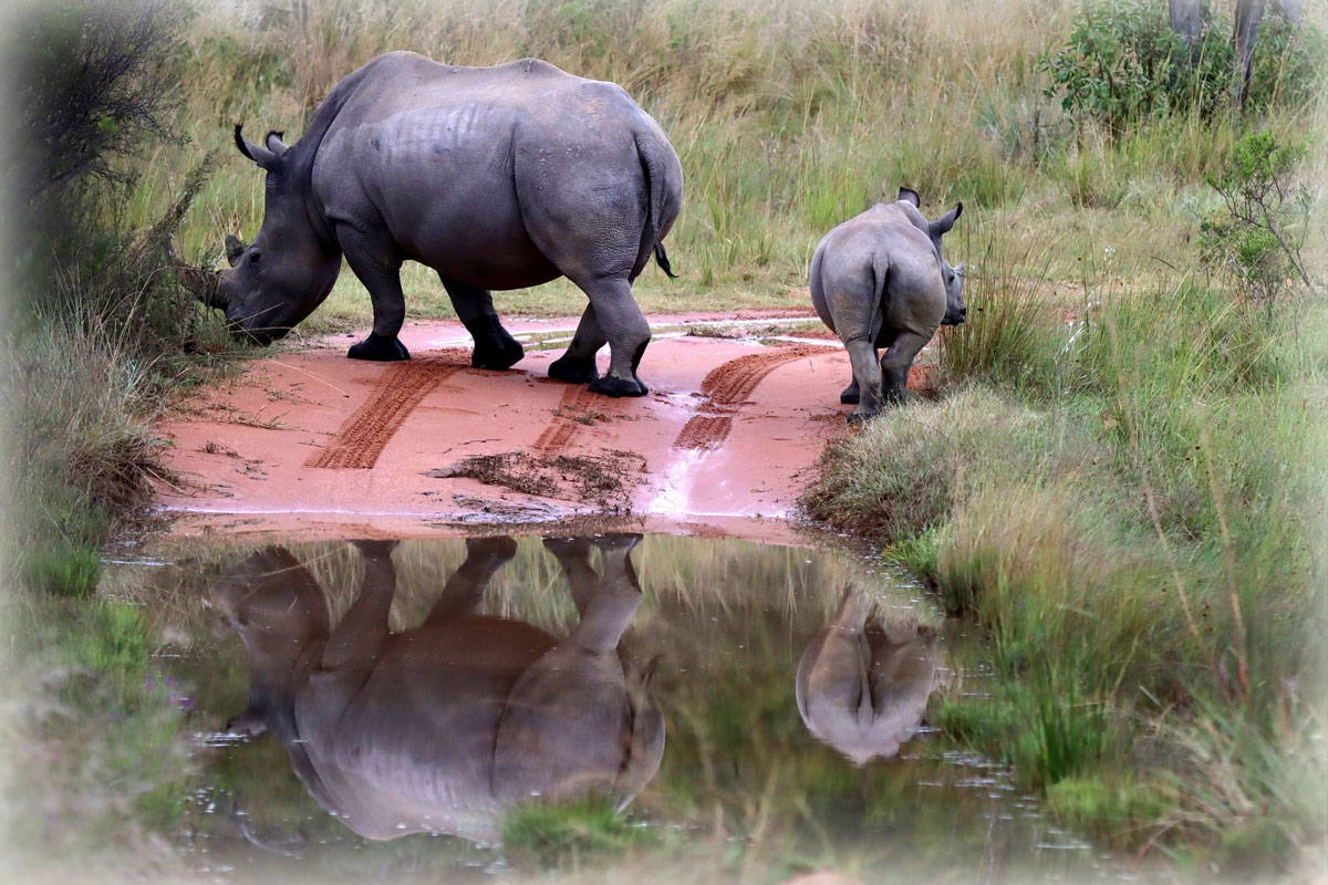 Twee neushoorns tijdens de Fotoreis in Zuid-Afrika gefotografeerd door Marij de Wit