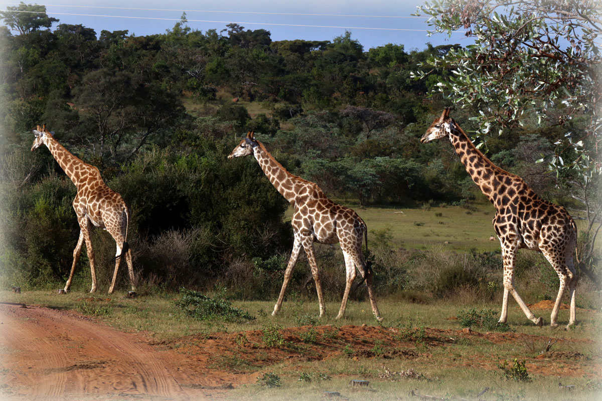 Diverse Giraffes die de weg oversteken tijdens de Fotoreis in Zuid-Afrika gefotografeerd door Marij de Wit