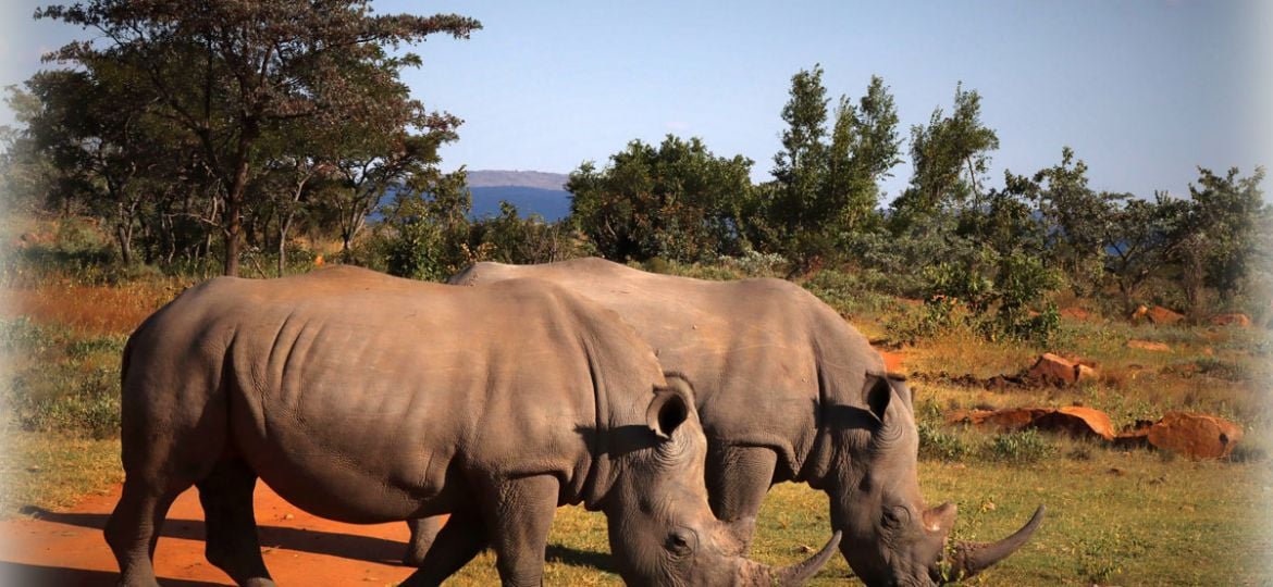 Twee neushoorns tijdens de Fotoreis in Zuid-Afrika gefotografeerd door Marij de Wit