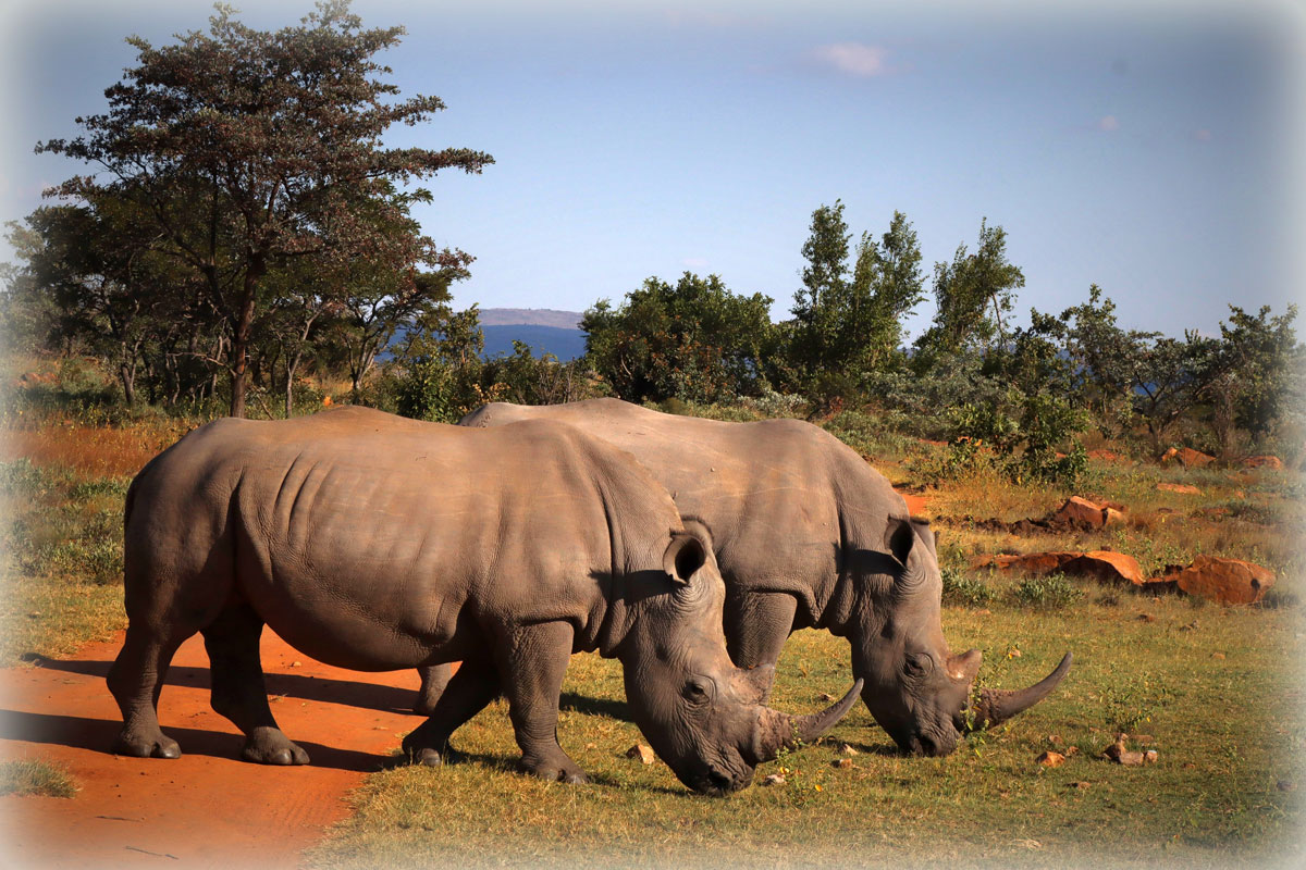 Twee neushoorns tijdens de Fotoreis in Zuid-Afrika gefotografeerd door Marij de Wit