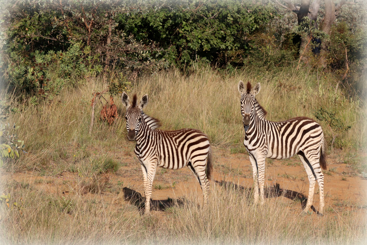 Twee zebra's tijdens de Fotoreis in Zuid-Afrika gefotografeerd door Marij de Wit