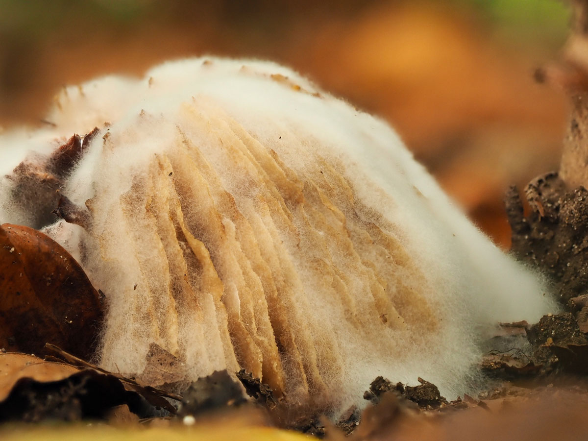 schimmel paddenstoelen fotograferen macro