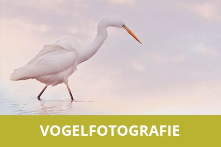 Workshop Vogelfotografie in de Biesbosch