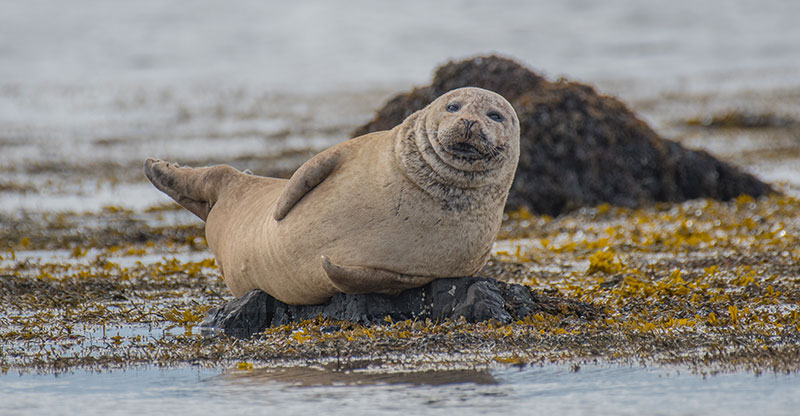 Zeehonden fotograferen in het poolgebied (fotografiereis)