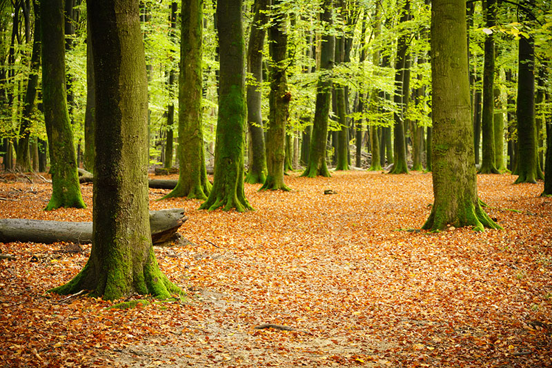 Speulderbos fotografie