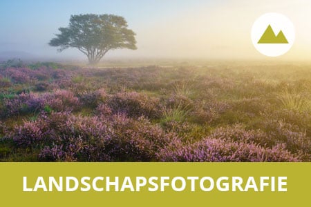 Workshop landschapsfotografie - Bloeiende heide