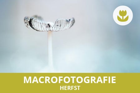 Workshop macrofotografie in de herfst - Natascha Verbij