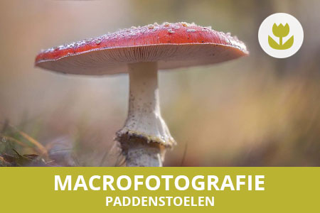 Workshop macrofotografie (paddenstoelen) - Natascha Verbij