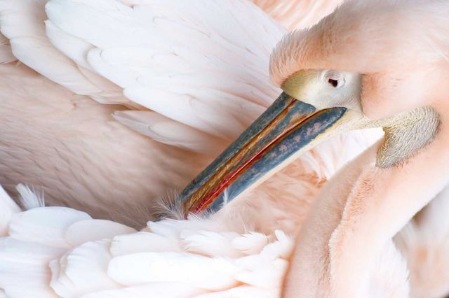 portret-pelikaan-wildlifefotografie-lieneke-oostendorp