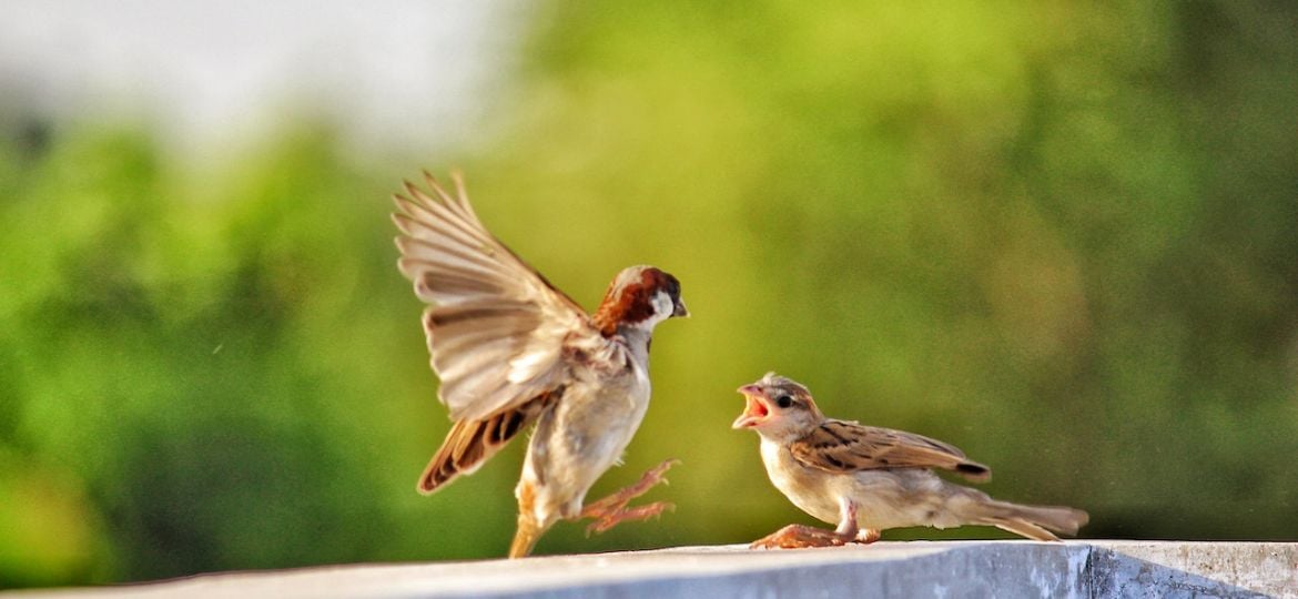 vogels-fotograferen-tips-actie