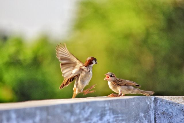 vogels-fotograferen-tips-actie