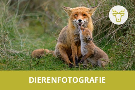 Workshop dierenfotografie van Richard Guijt