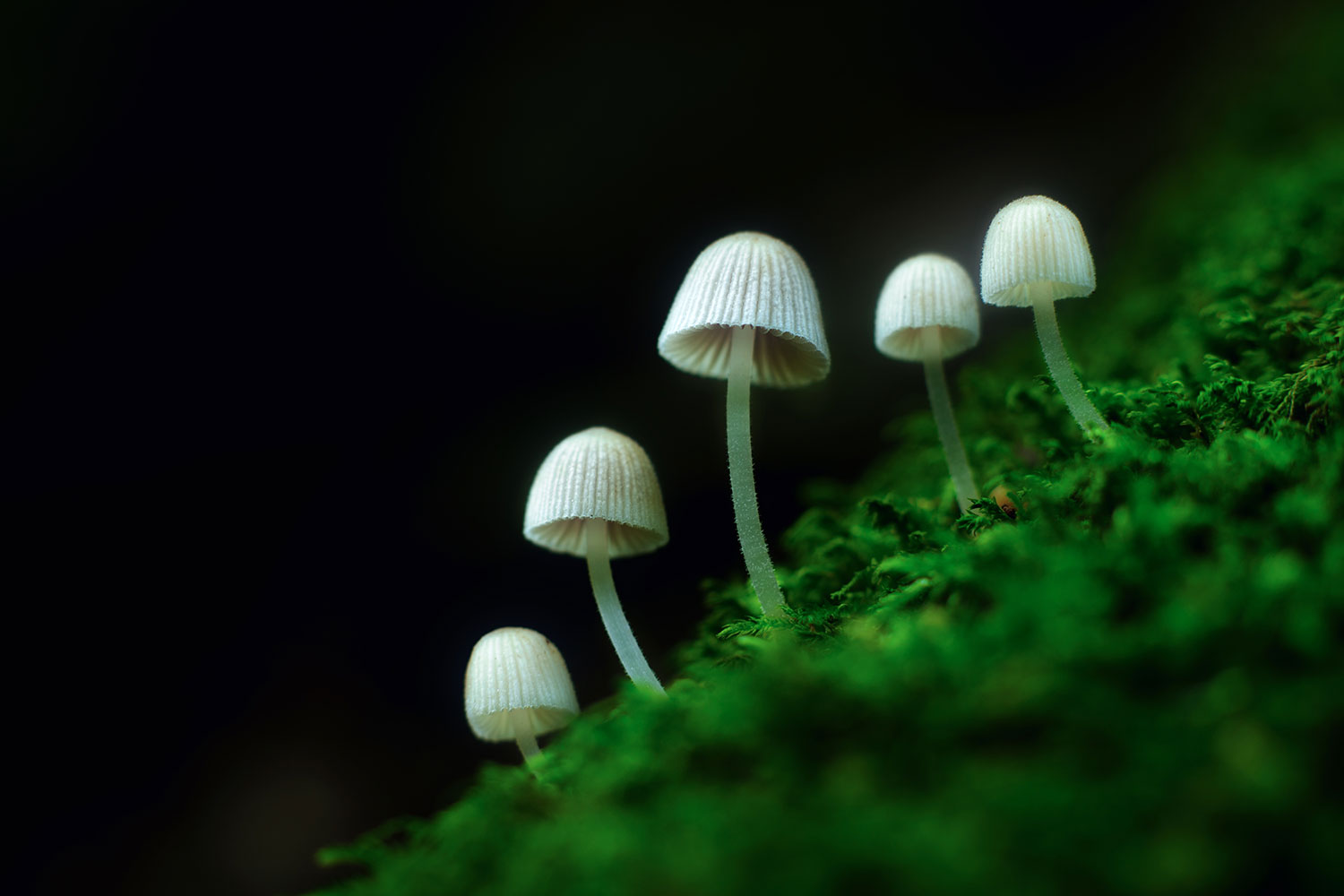 Beste macrofoto's van paddenstoelen in het bos