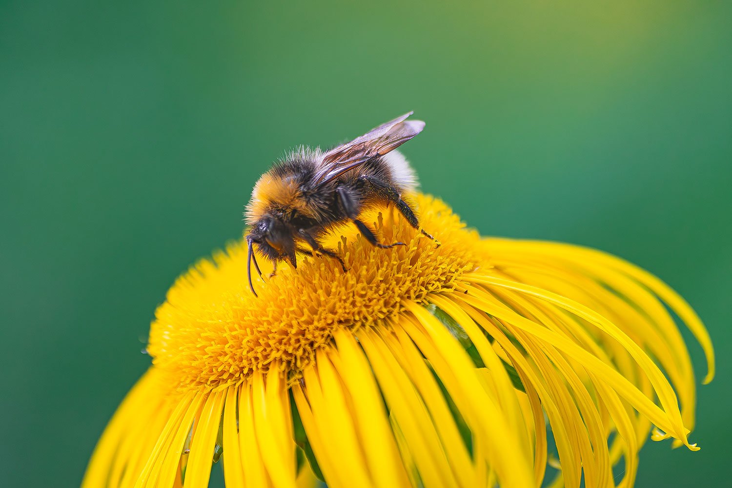 Macrofoto van een bij - Beste camera-instellingen