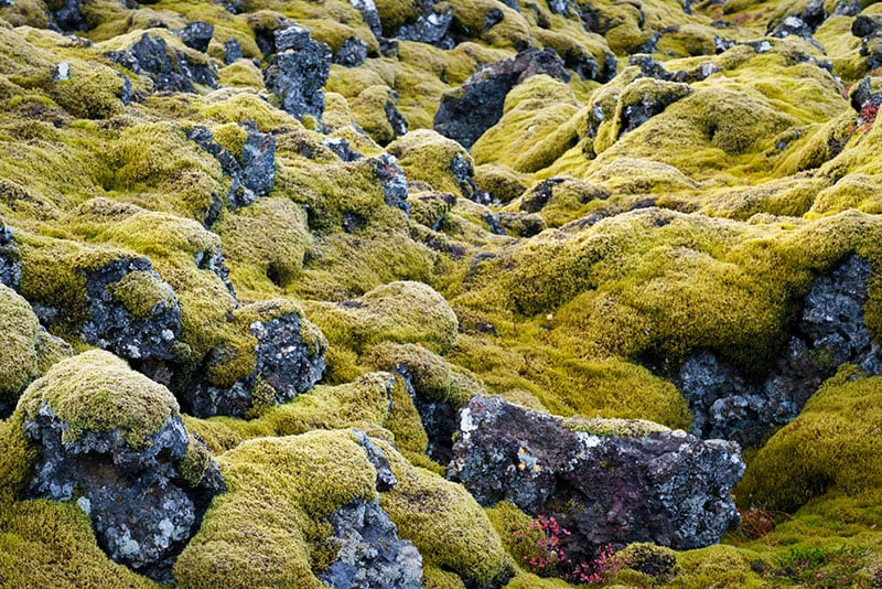 Mooiste landschappen van Europa - Lavastenen met mos in IJsland