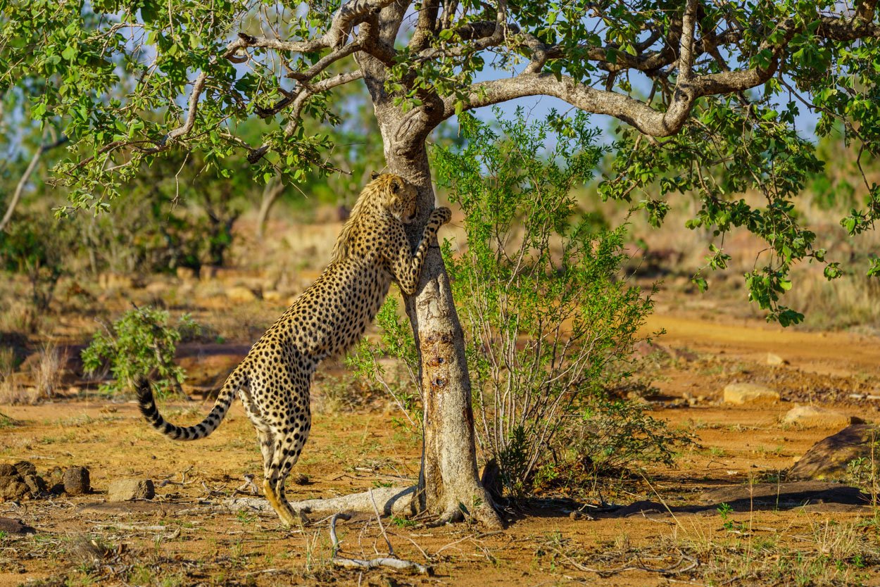 Zuid Afrika Welgevonden fotoreis