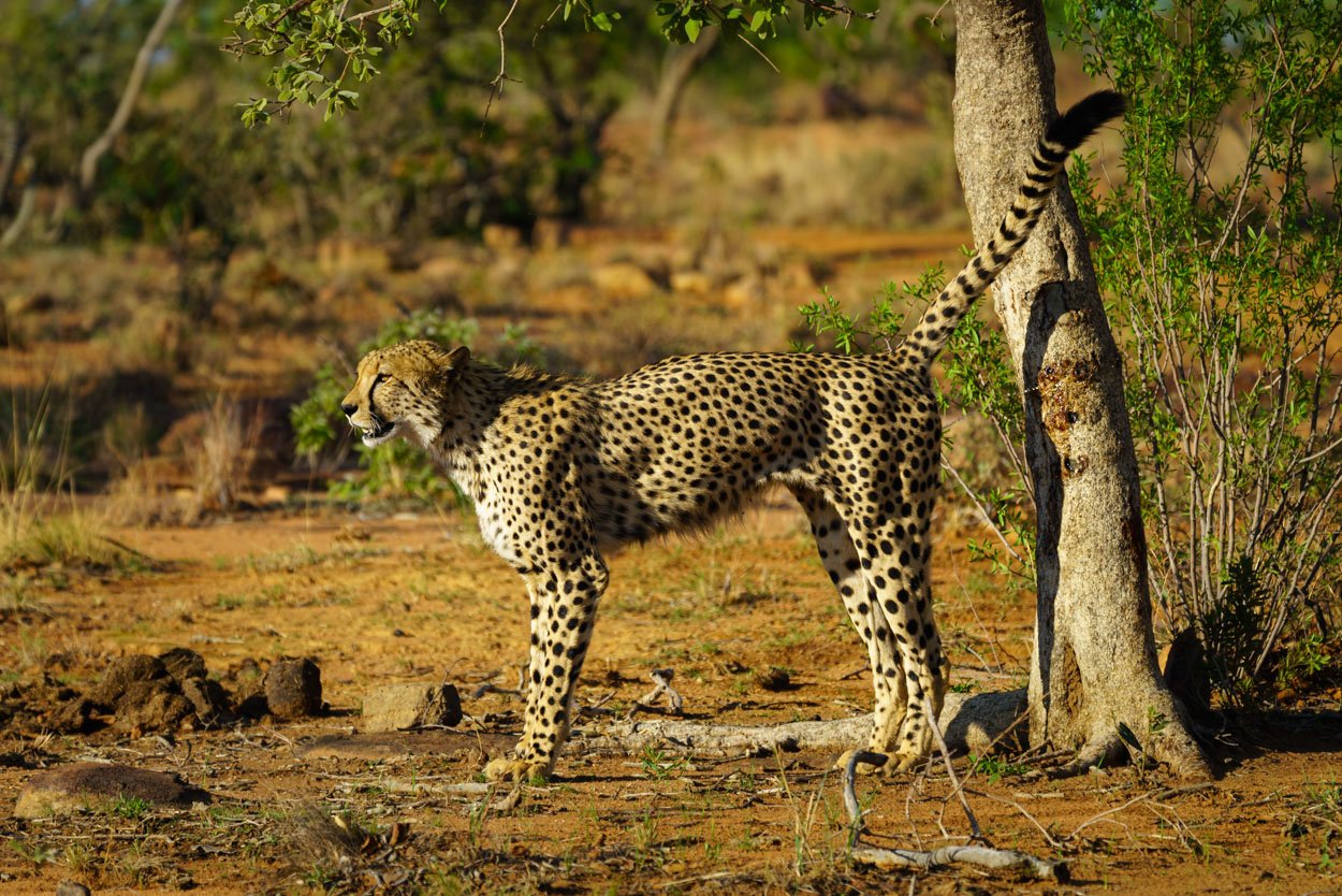 foto tips zuid afrika compositie