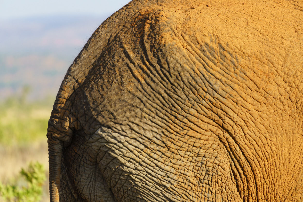 fotografie tips zuid afrika safari