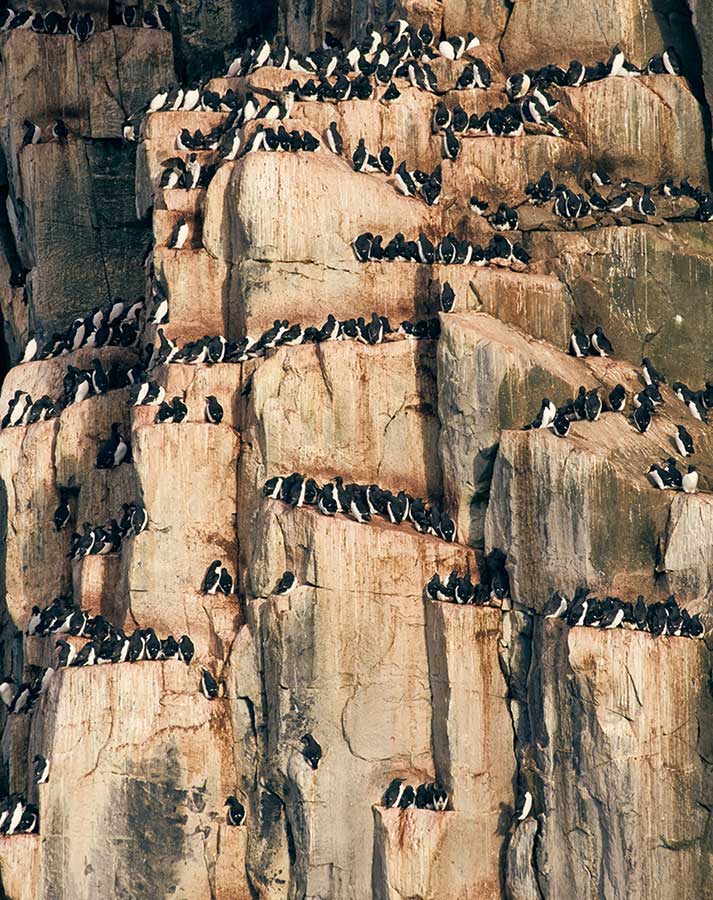 Fotografie reizen naar Spitsbergen - Kortbekzeekoeten fotograferen