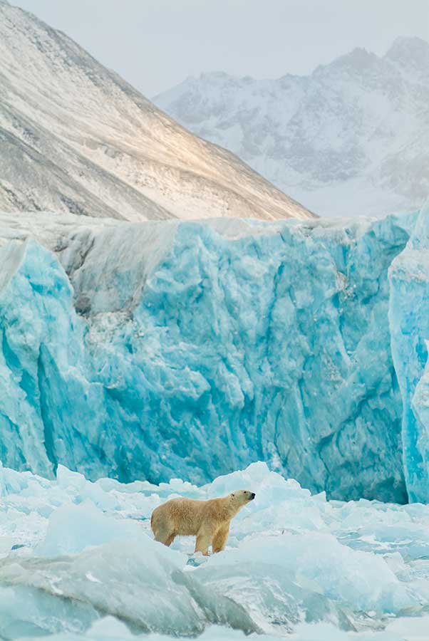 Fotoreis Spitsbergen - IJsberen fotograferen in Svalbard