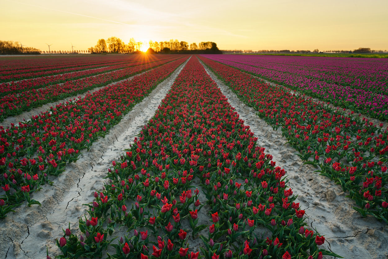 standpunt verschil compositie