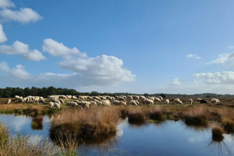 Fotoweekend Veluwe