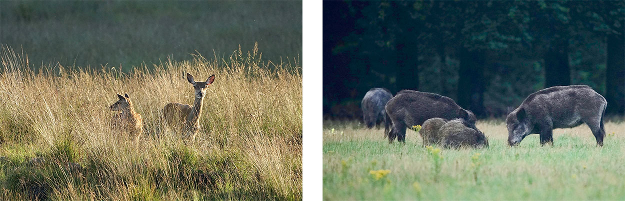 Dieren fotograferen op de Hoge Veluwe - Fotoreis