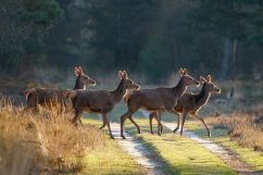 Fotografie workshop natuurfotografie veluwe