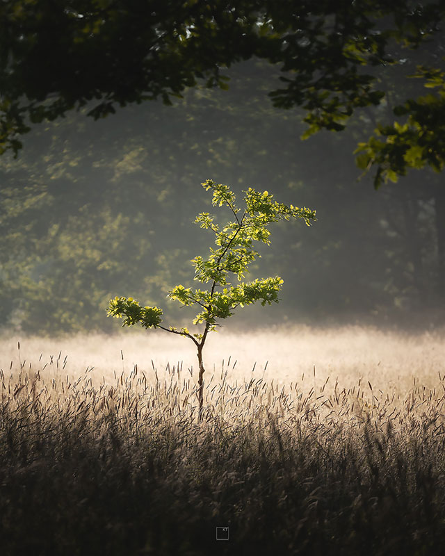 Landschapsfotografie Doode Bemde (Dijlevallei) - Kevin Teerlynck