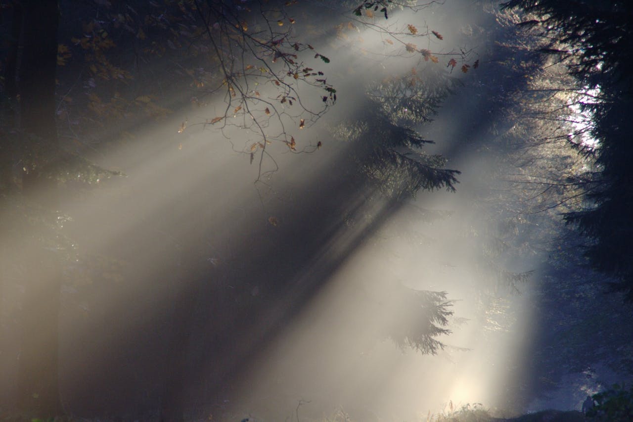 fotografie tips zonneharpen mist