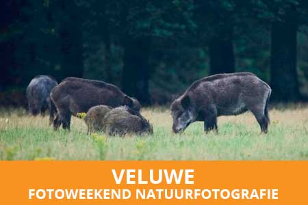 Fotoweekend natuurfotografie op de Veluwe