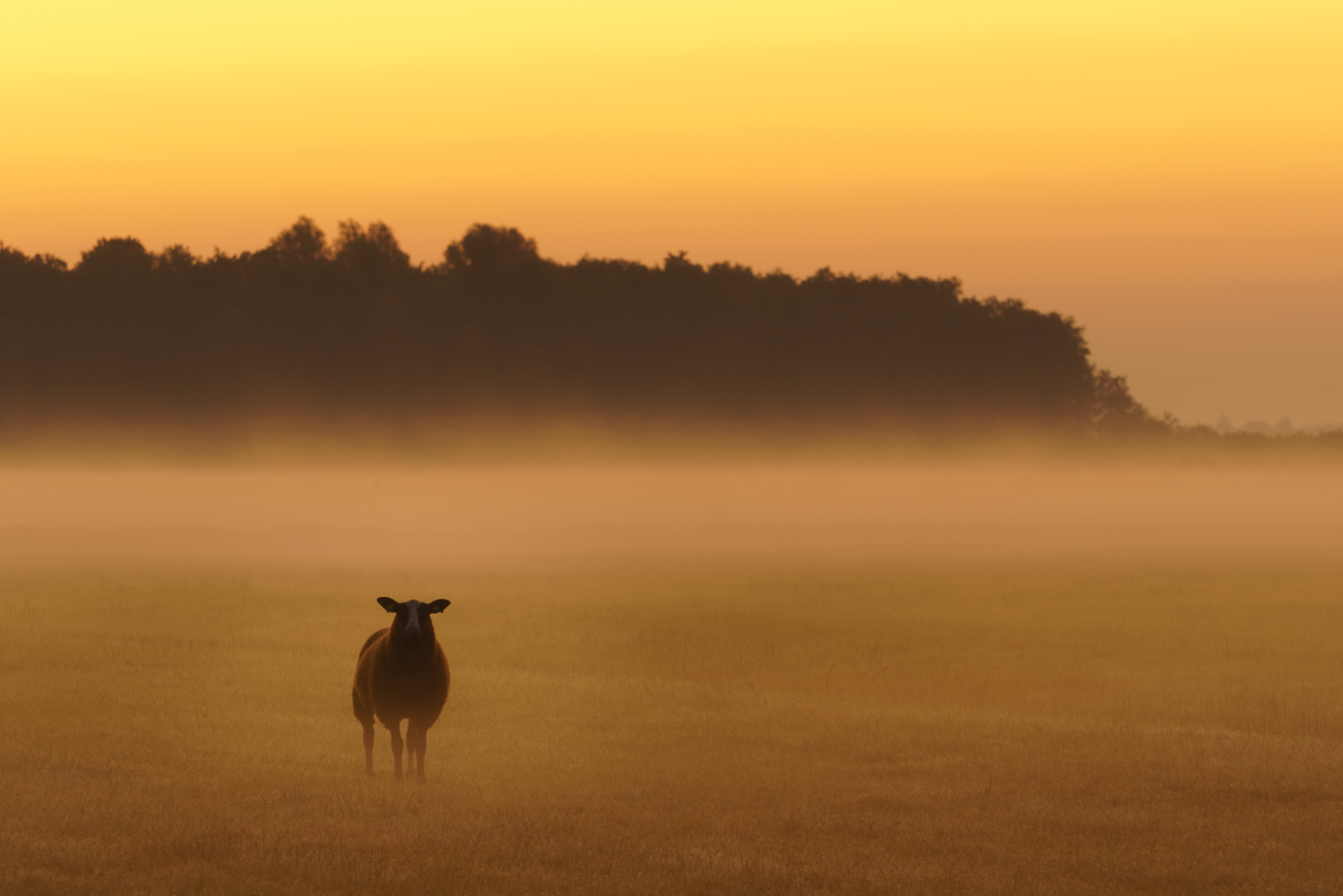 mist ochtend dieren fotograferen tips