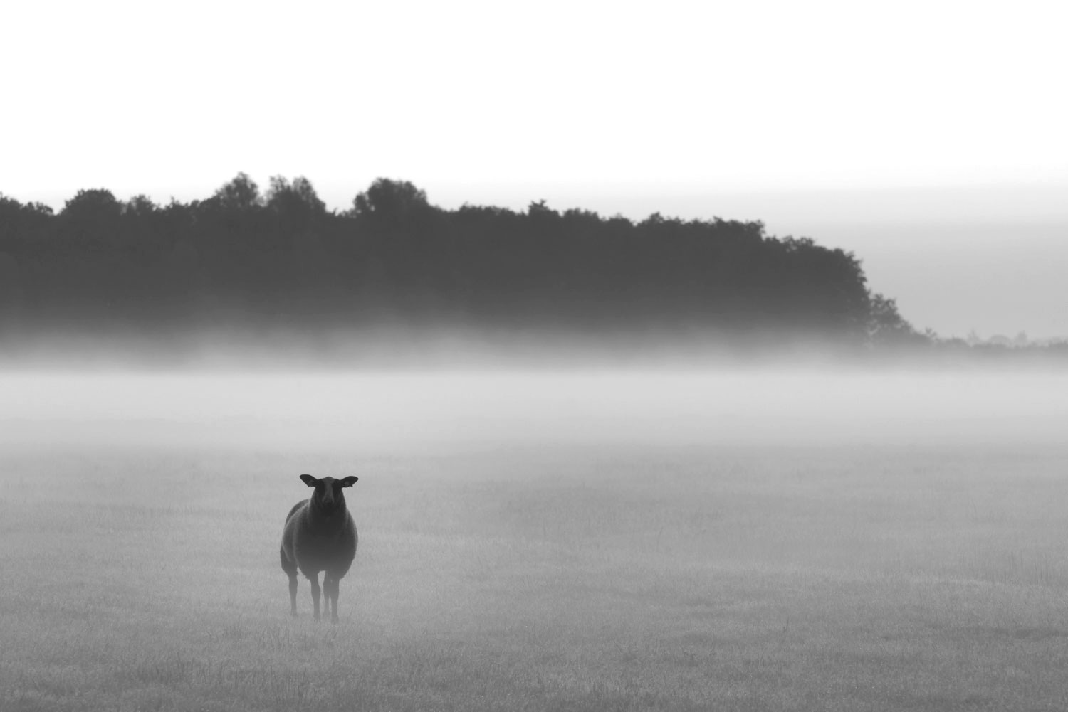 mist zwart wit dieren fotograferen tips