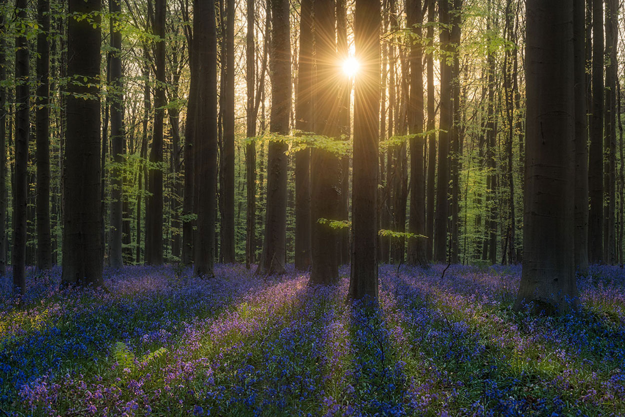 Workshop landschapsfotografie in het Hallerbos (Kevin Teerlynck)