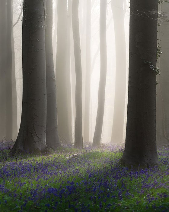 Fotocursus Hallerbos - landschapsfotografie (Kevin Teerlynck)