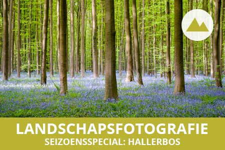 Workshop landschapsfotografie - Seizoensspecial in het Hallerbos