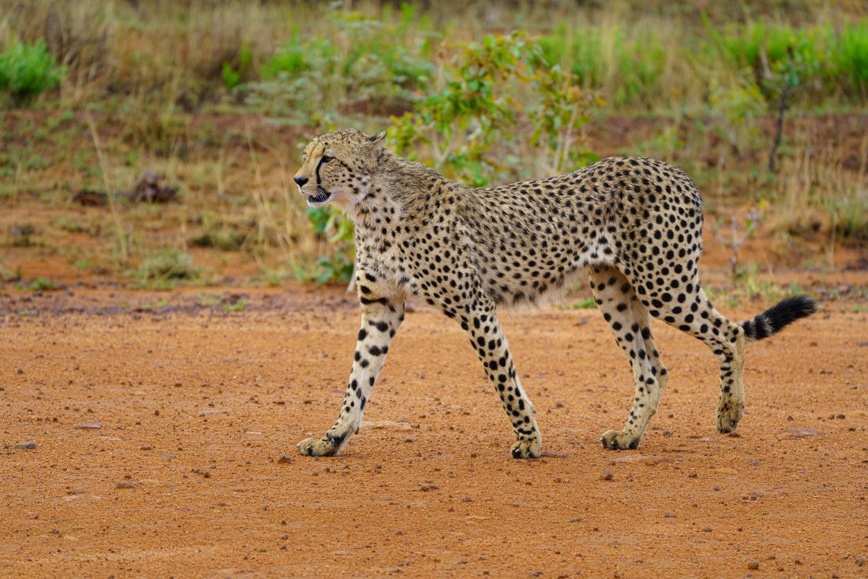 Jachtluipaarden fotograferen tijdes fotografie reis in Zuid-Afrika